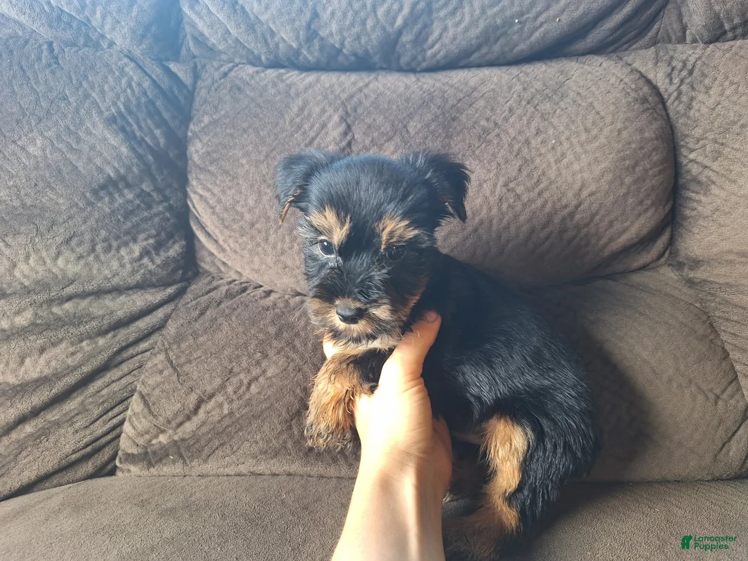Yorkshire Terrier dogs for sale: Bandit - Ad 2