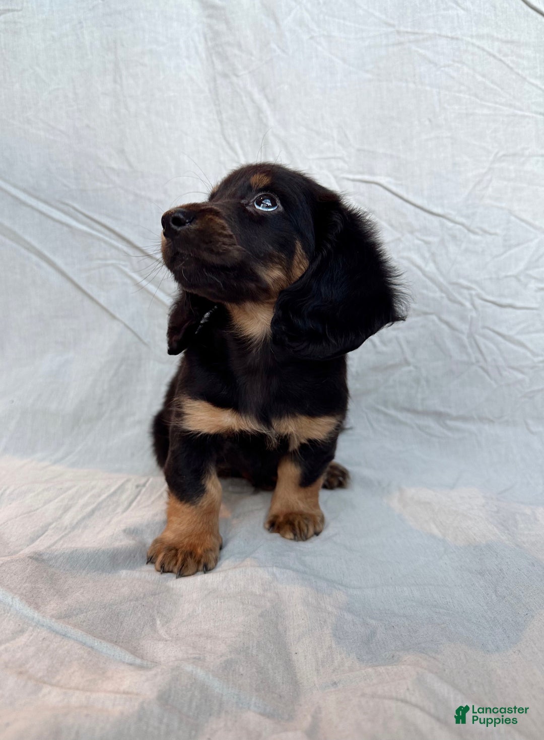 Miniature Dachshund dogs for sale: Dante - Ad 4