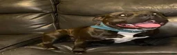 American Bully dogs for sale: Jinu - Ad 5