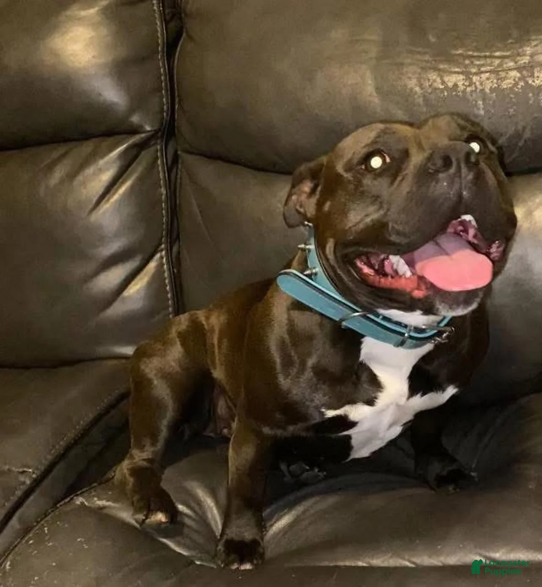 American Bully dogs for sale: Jinu - Ad 5