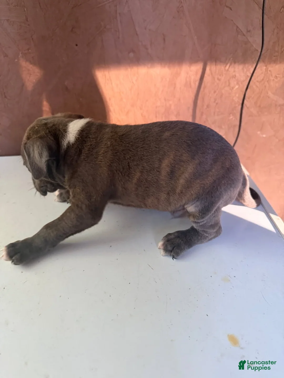 American Bully dogs for sale: American Bully 2 - Ad 1