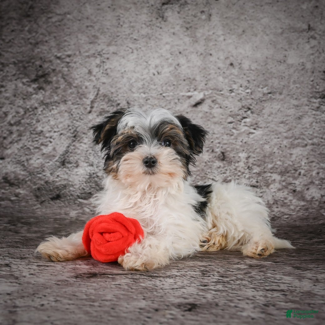 Morkie dogs for sale: Marlow - Ad 2