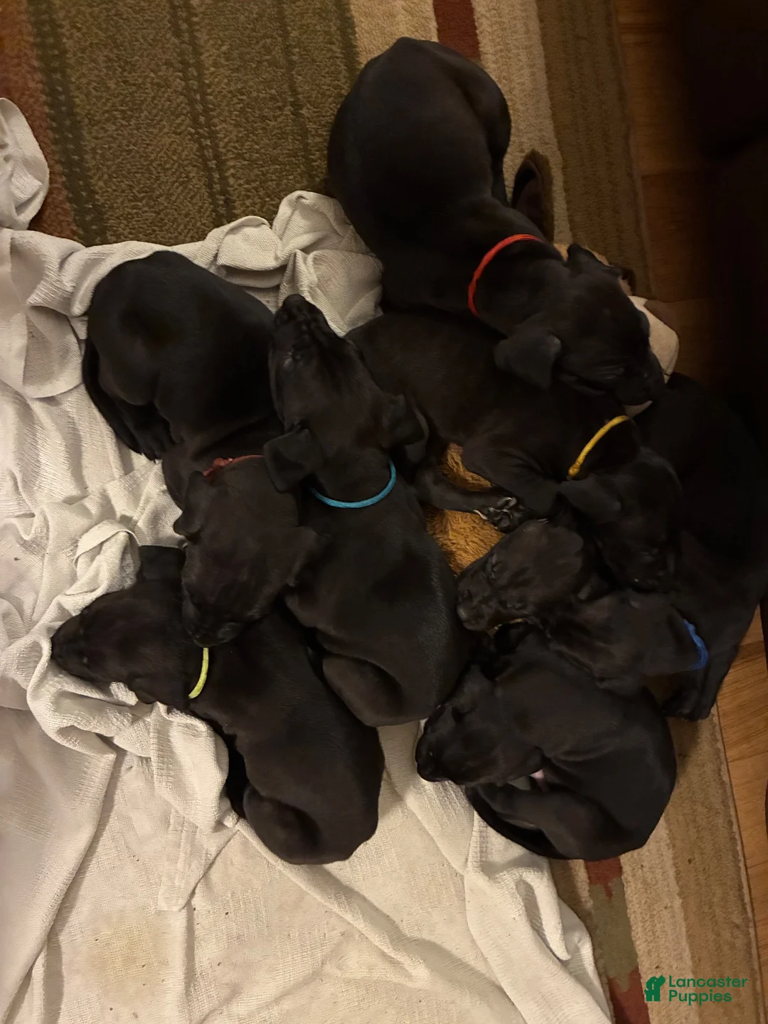 Great Dane dogs for sale: Nova-Red - Ad 3