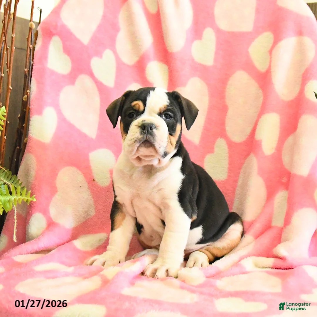 Olde English Bulldogge dogs for sale: Birdie - Ad 3