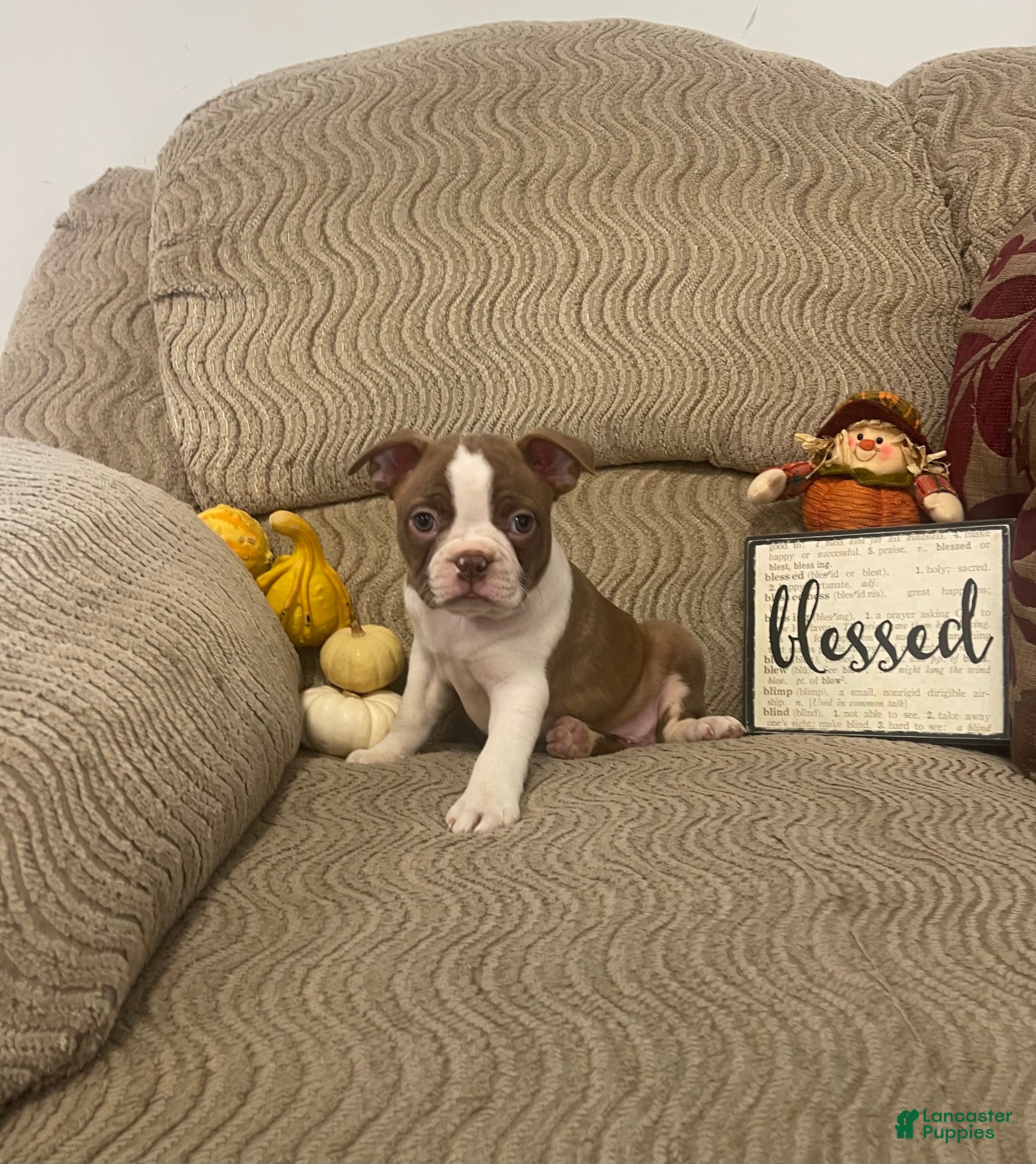 Boston Terrier dogs Oscar - Ad 28