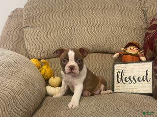 Boston Terrier dogs Oscar - Ad 19