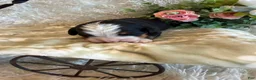 Bernese Mountain Dog dogs for sale: John - Ad 1