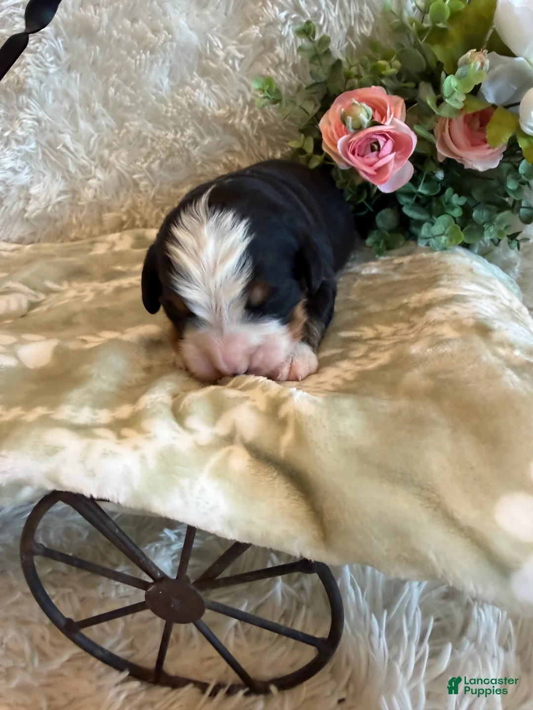 Bernese Mountain Dog dogs for sale: John - Ad 1
