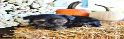 Yorkiepoo dogs for sale: Maggie - Ad 3