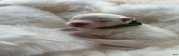 Samoyed dogs for sale: Green - Ad 4
