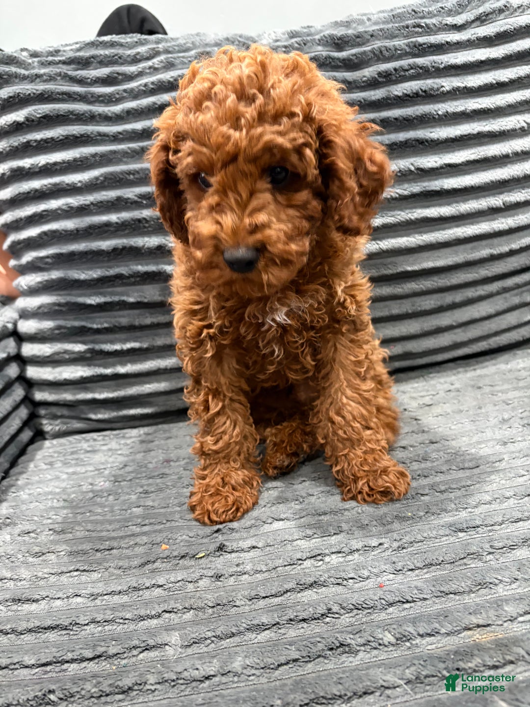 Miniature Poodle dogs for sale: Cash - Ad 2