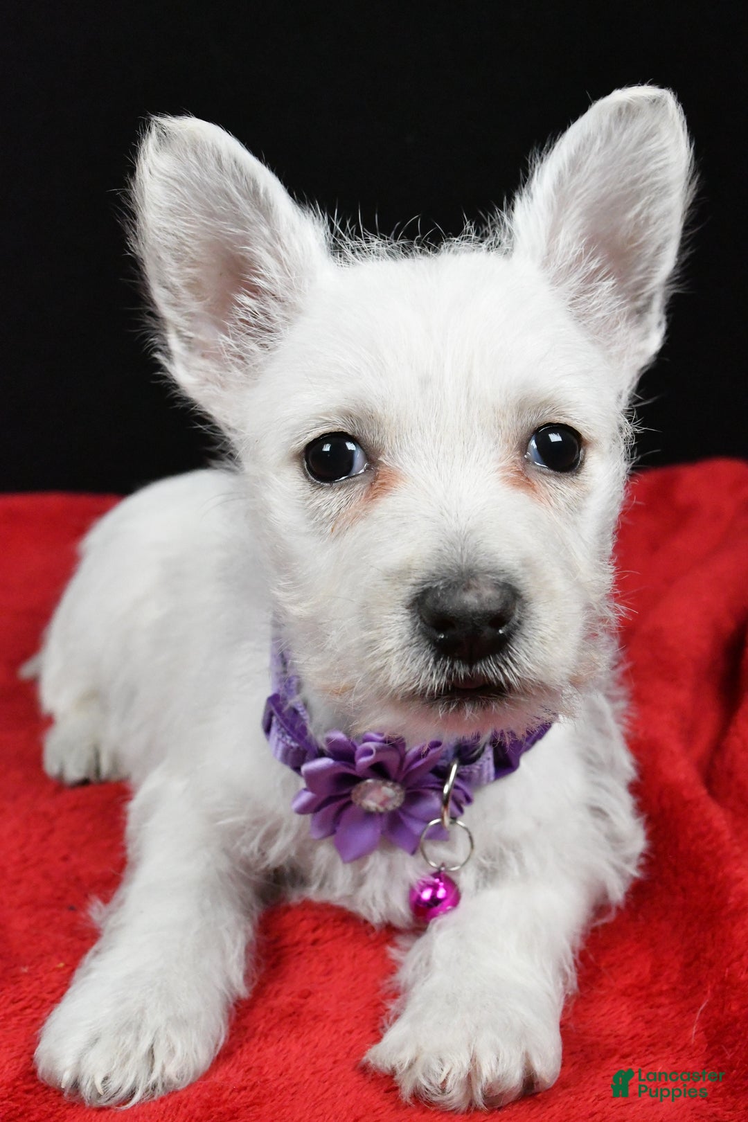 West Highland Terrier dogs for sale: Emmy - Ad 4