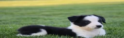 Border Collie dogs for sale: Koda - Ad 2