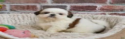 Shih Tzu dogs for sale: Freckles  - Ad 3