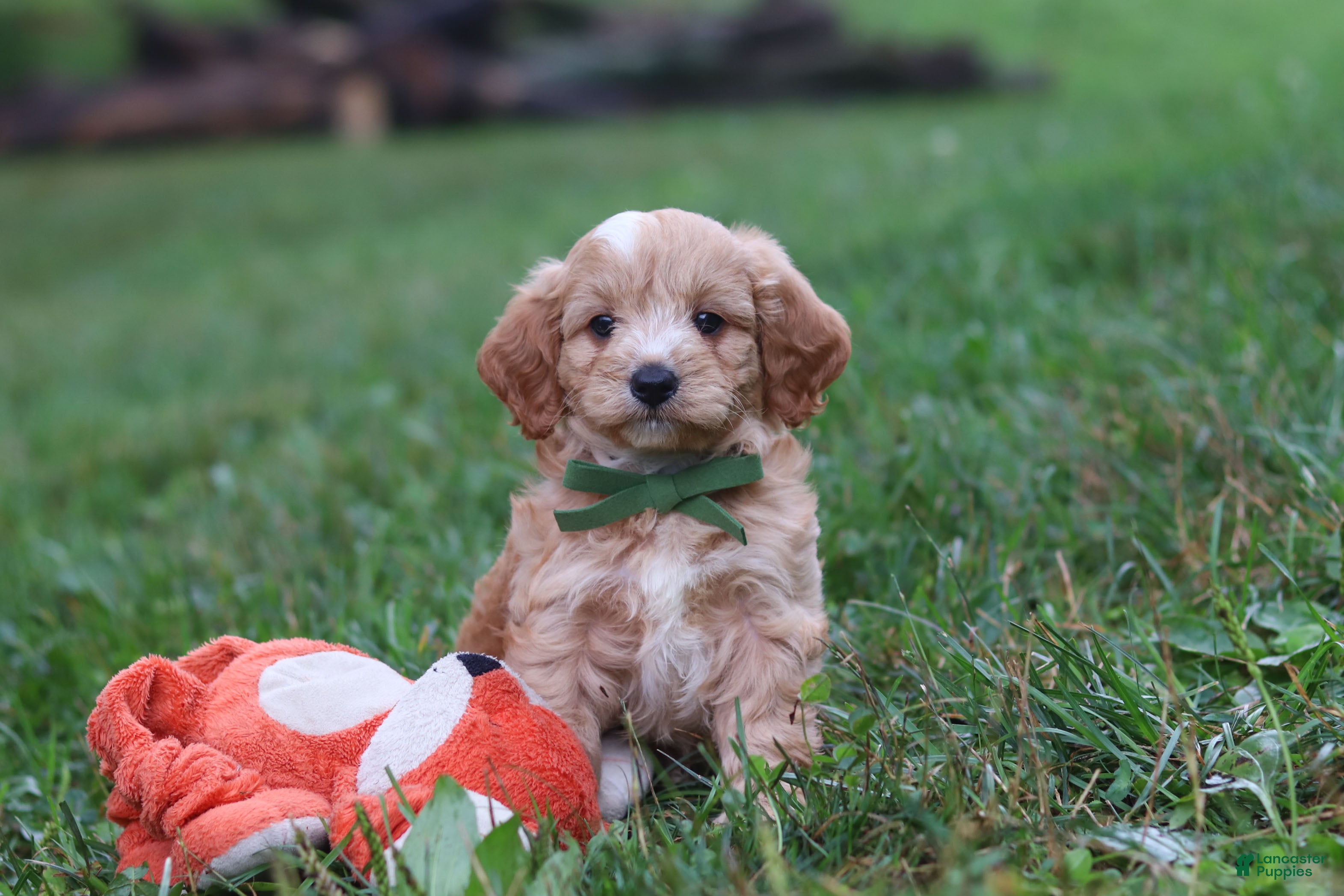 Cavapoo dogs Jett - Ad 2