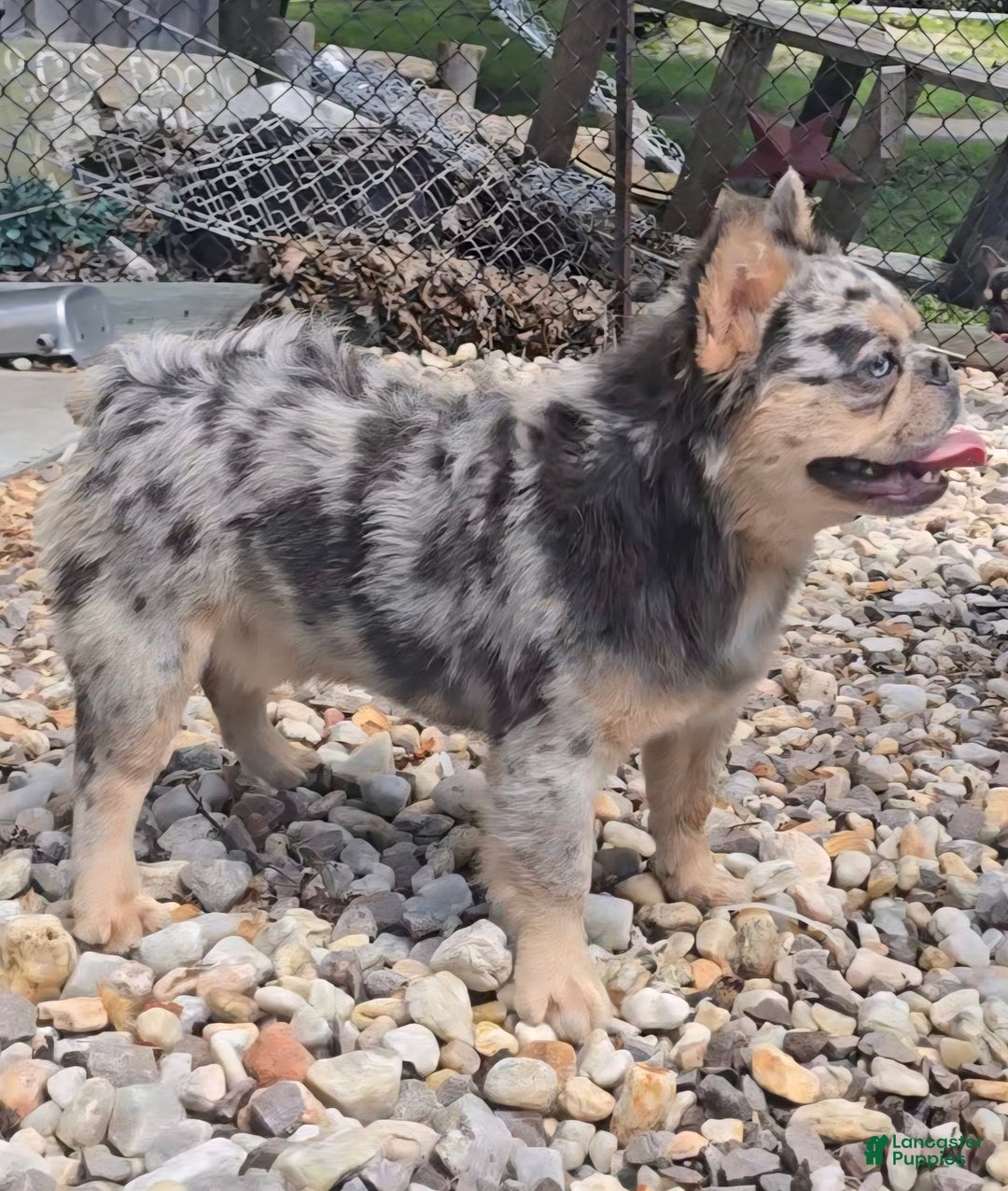 French Bulldog dogs for stud: French Bulldog 1 puppies - Ad 6