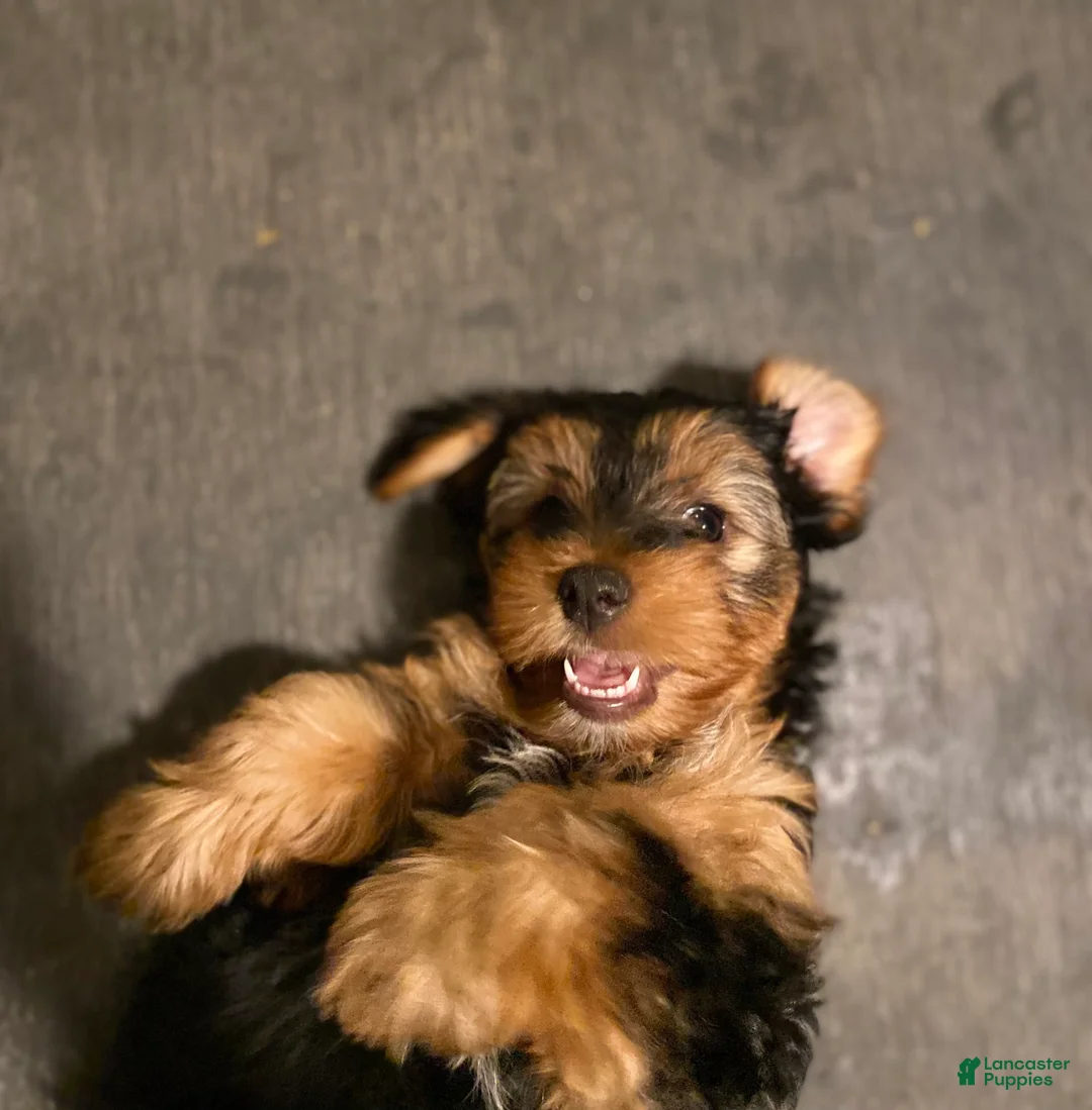 Gallery Image {{count}}