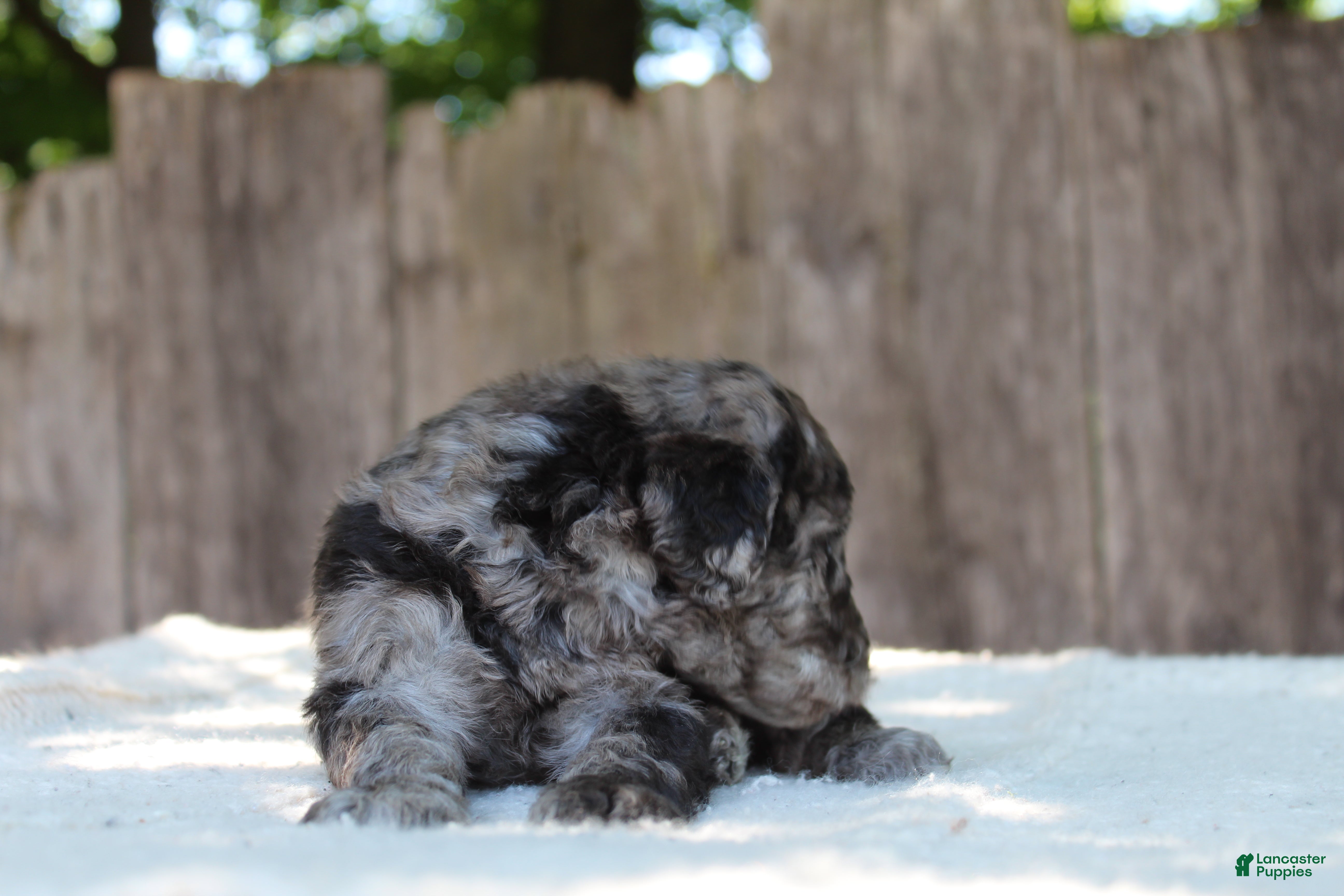 Standard Poodle dogs for sale: Ash AKC Standard Poodle - Ad 7