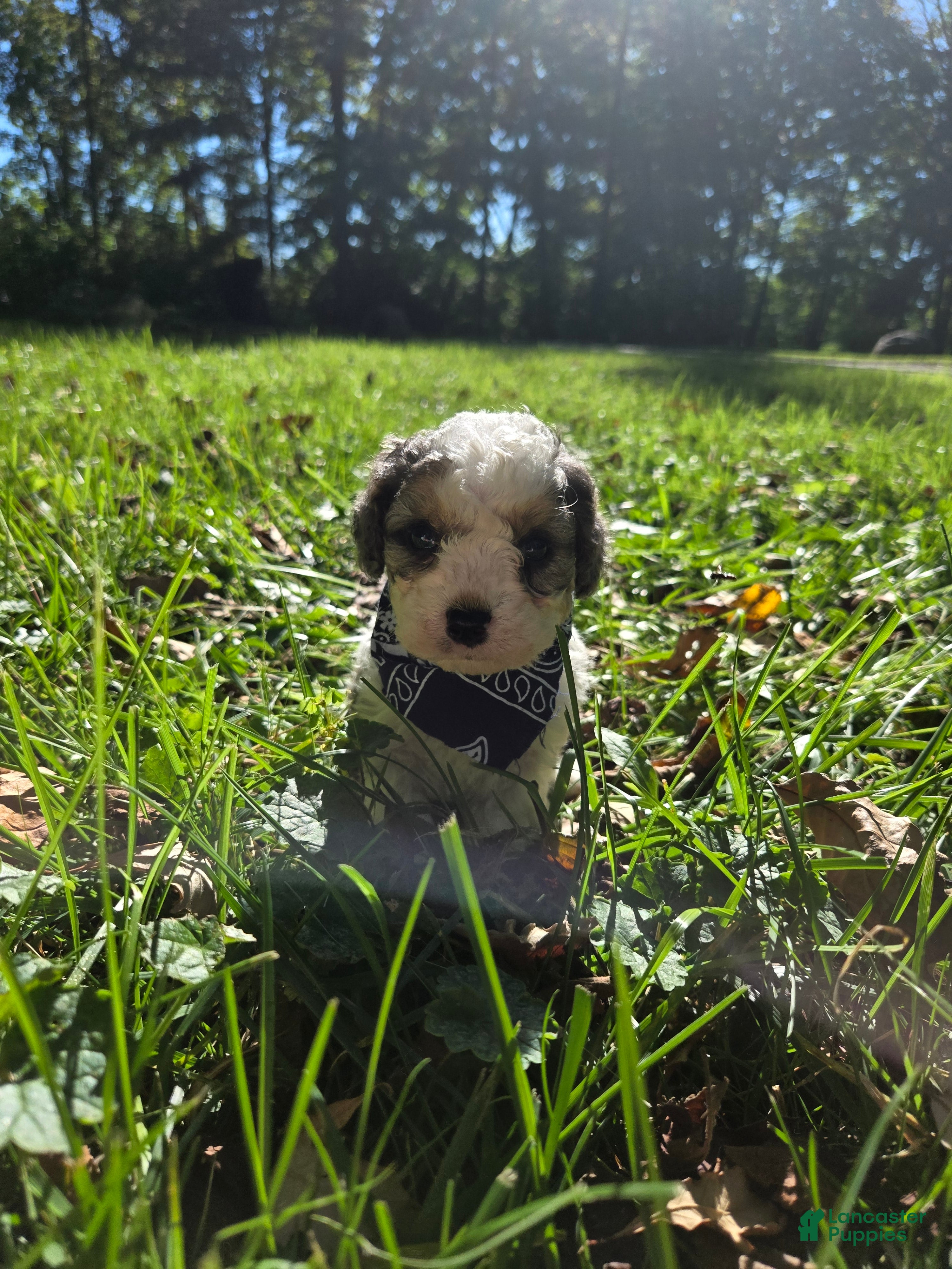 Cavapoo dogs Cosmo - Ad 2