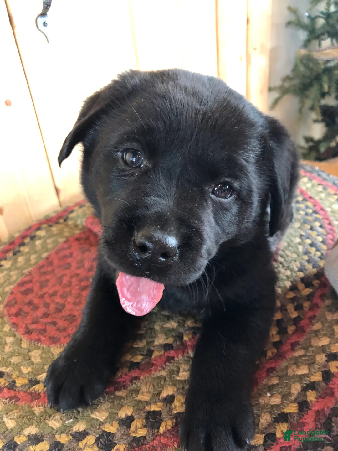 Labrador Retriever dogs for sale: Poppy - Ad 2