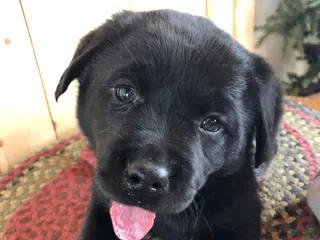 Labrador Retriever dogs Poppy - Ad 5