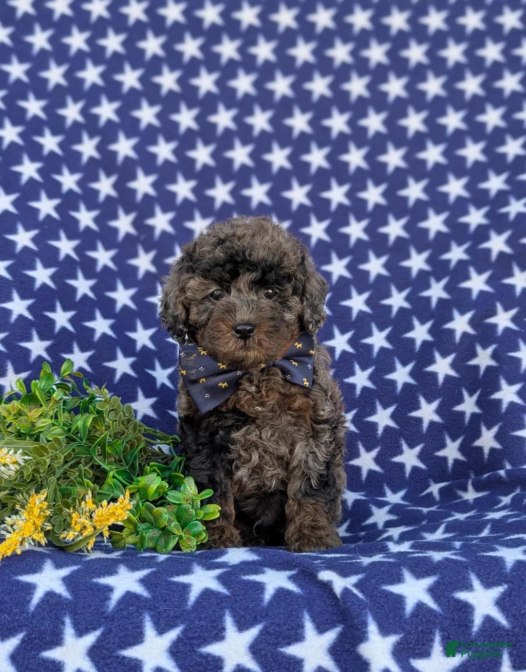 Cockapoo dogs for sale: Hagan Hypoallergenic - Ad 1