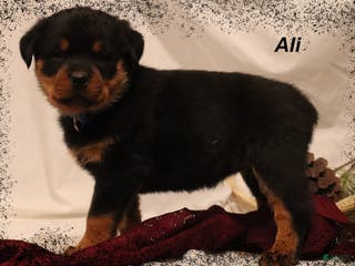 Rottweiler dogs Ali - Ad 36