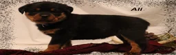 Rottweiler dogs for sale: Ali - Ad 1