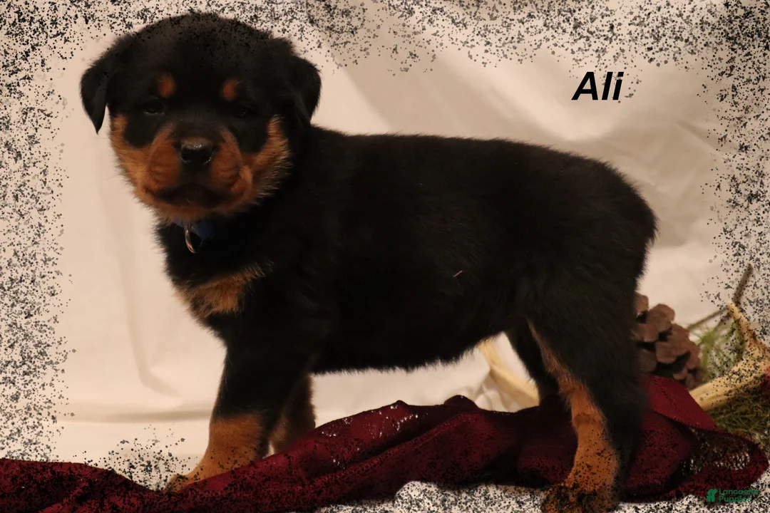 Rottweiler dogs for sale: Ali - Ad 1