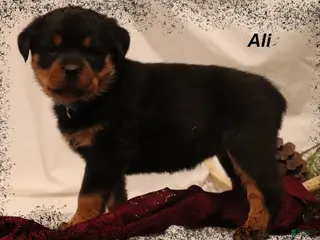 Rottweiler dogs Ali - Ad 32