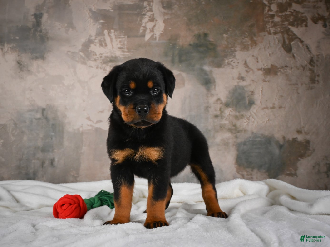 Rottweiler dogs Cinnanmon 🐾  - Ad 1