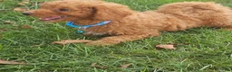 Miniature Poodle dogs for sale: Archie-Potty and Crate Training/Parents Health Tested - Ad 3