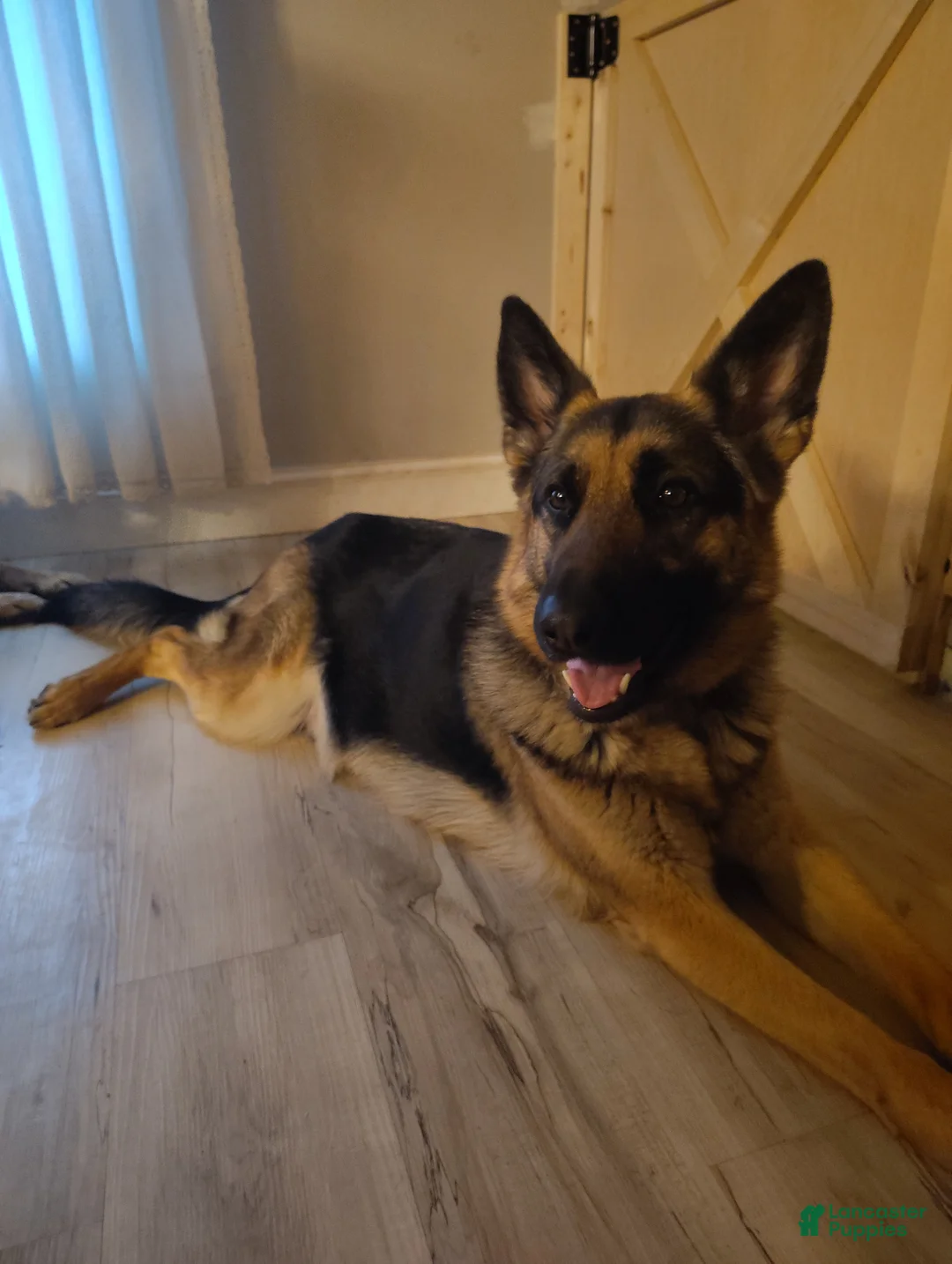 German Shepherd dogs for sale: Stella - Ad 2