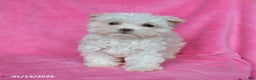 Maltese dogs for sale: Penelope - Ad 4