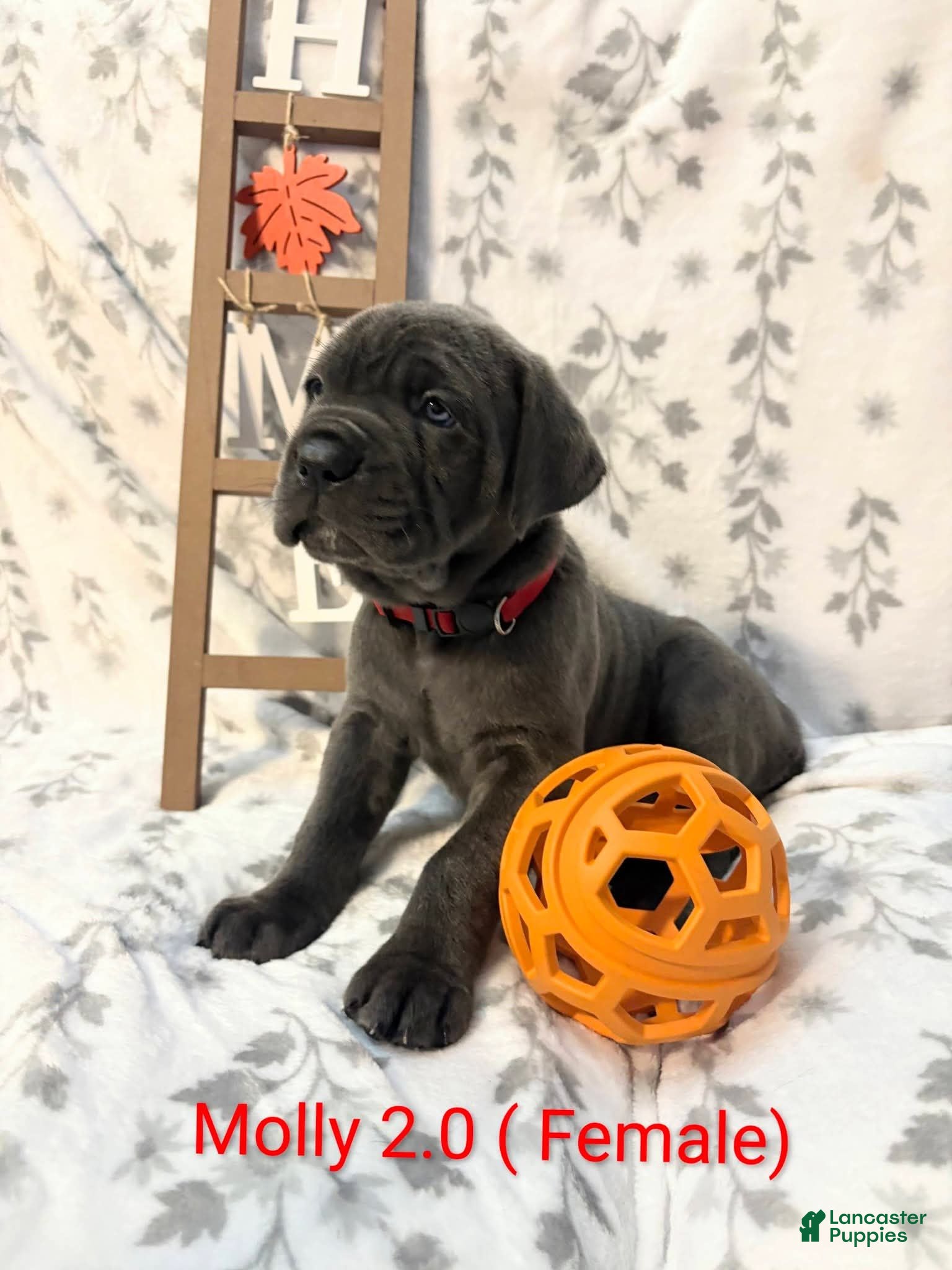 Cane Corso dogs Molly 2.0 - Ad 1