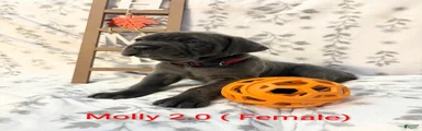 Molly 2.0