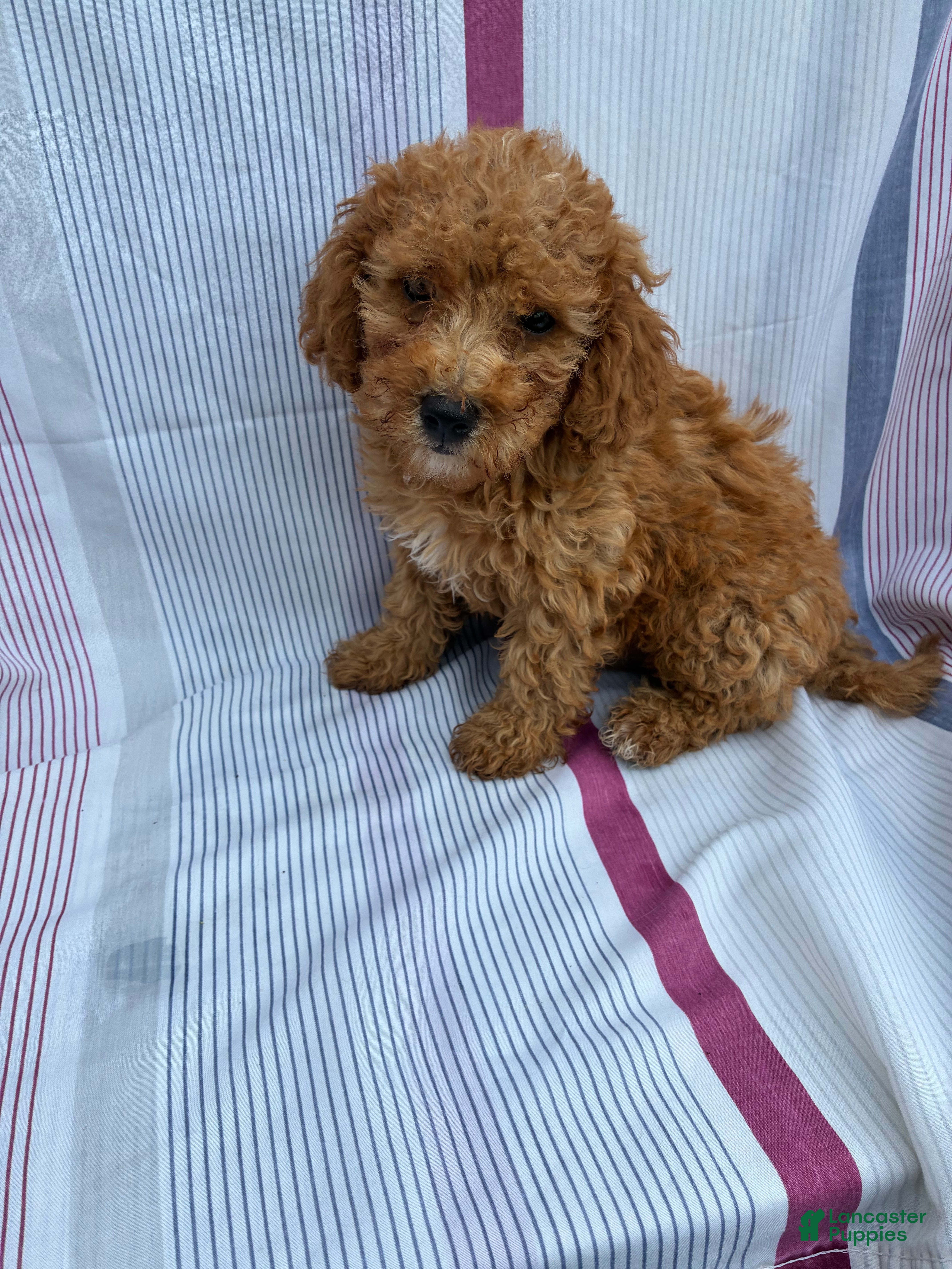 Mini Goldendoodle dogs Mini Goldendoodle 2 Riley - Ad 2
