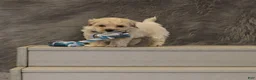 Havapoo dogs for sale: Pinto 💙 Toy/Miniature - Ad 8