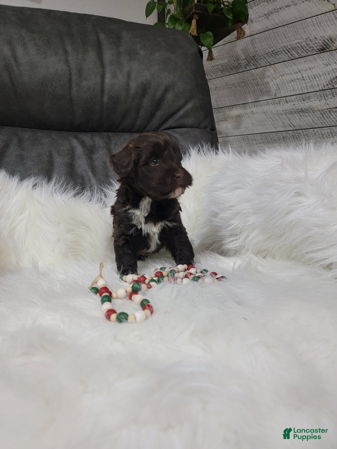 Portuguese Water Dog dogs for sale: Vinson - Ad 4