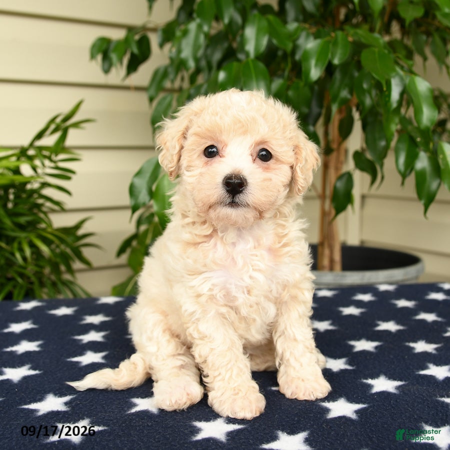 Bichpoo dogs Jubilee - Ad 2