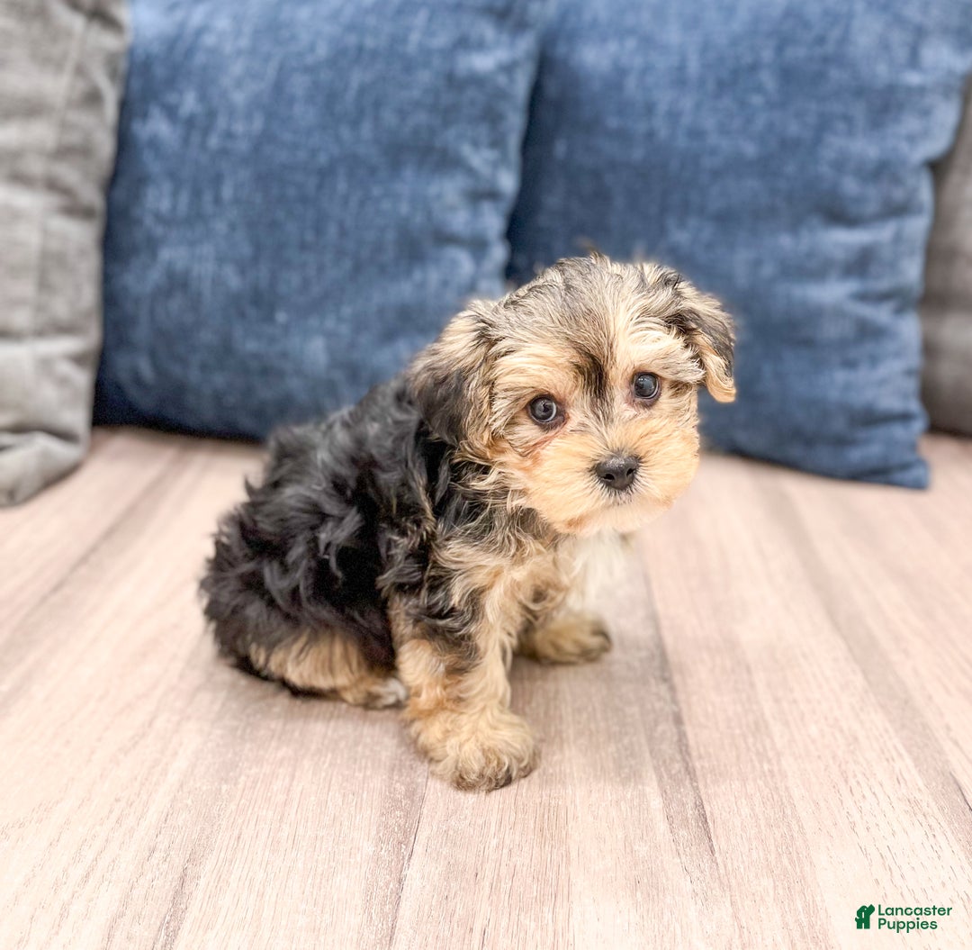 Yorkiepoo dogs for sale: Dexter - Ad 3