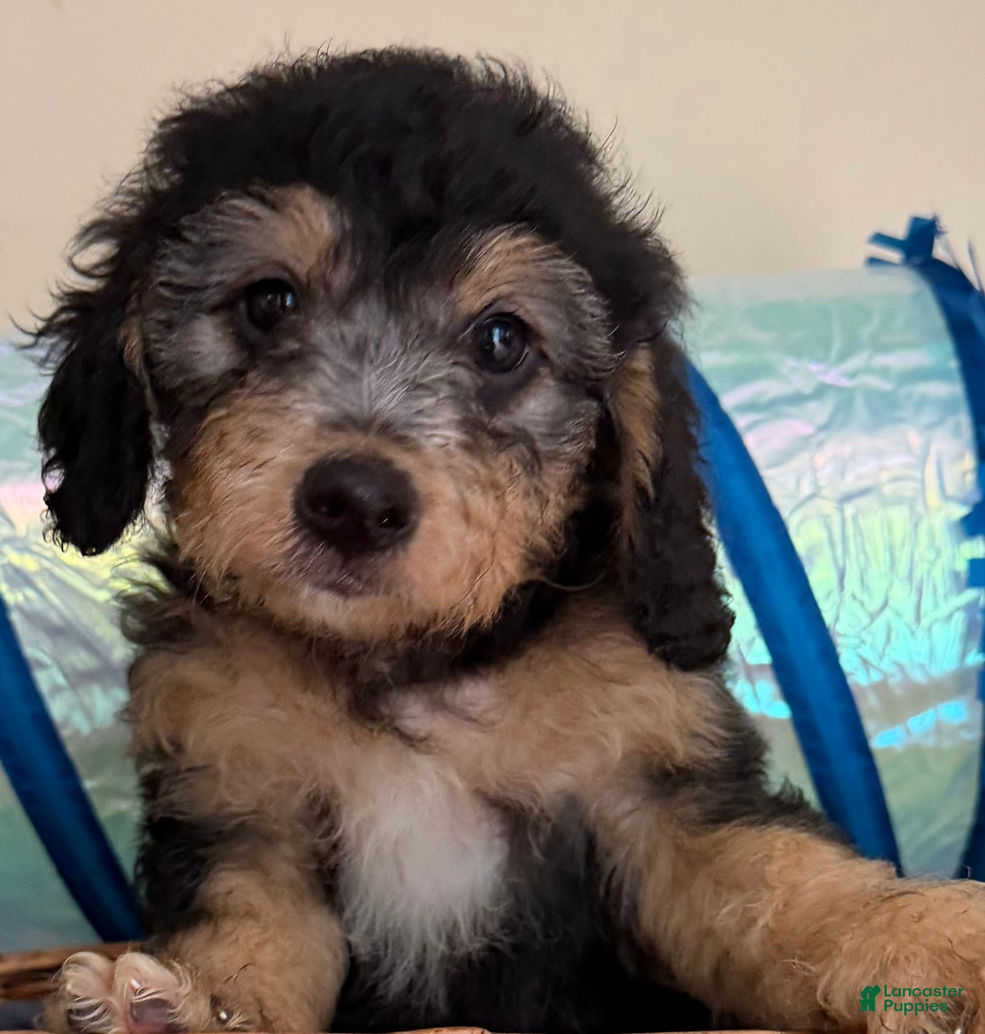 Mini Goldendoodle dogs BELLA - Ad 1