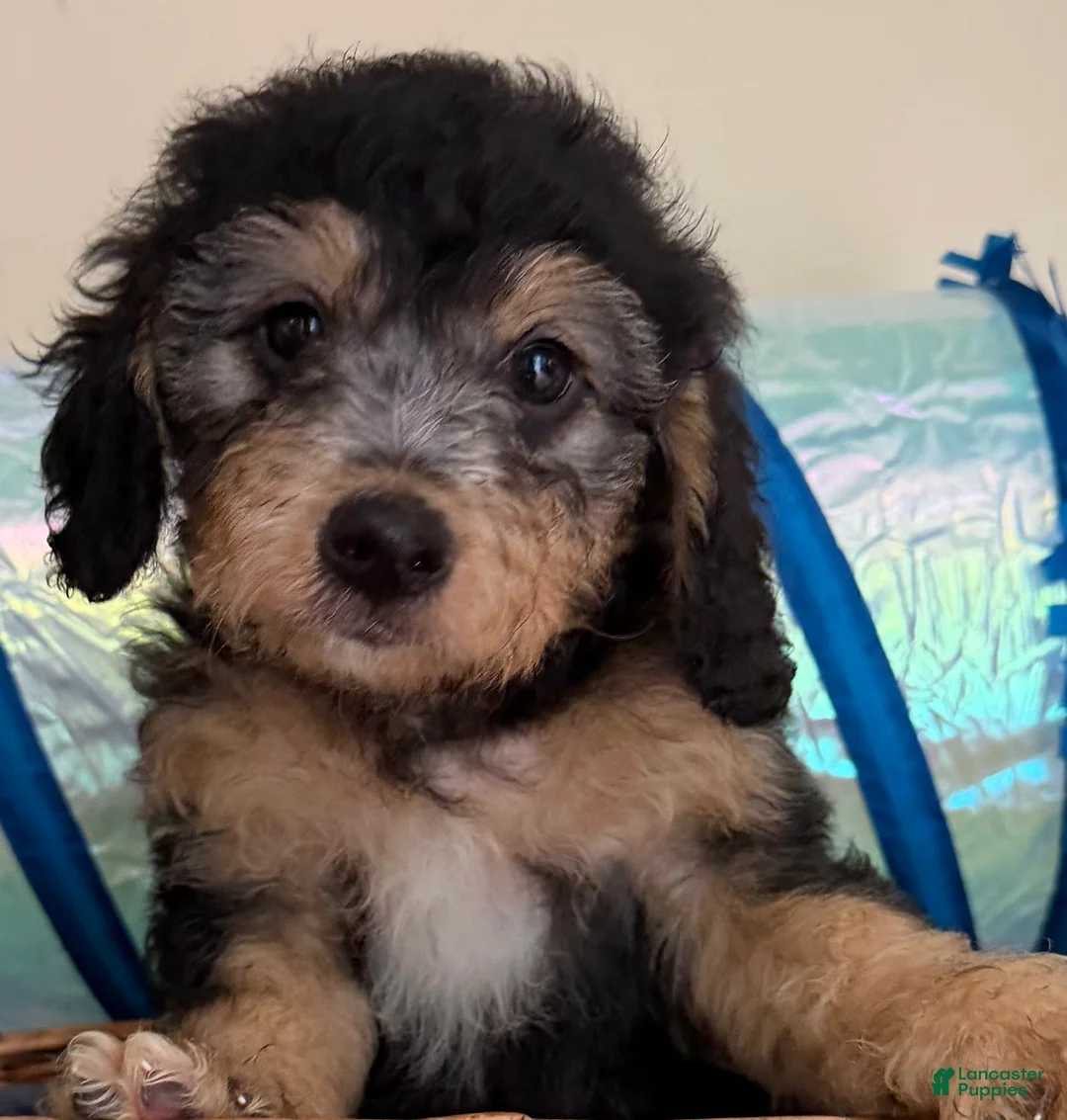 Mini Goldendoodle dogs for sale: BELLA - Ad 1