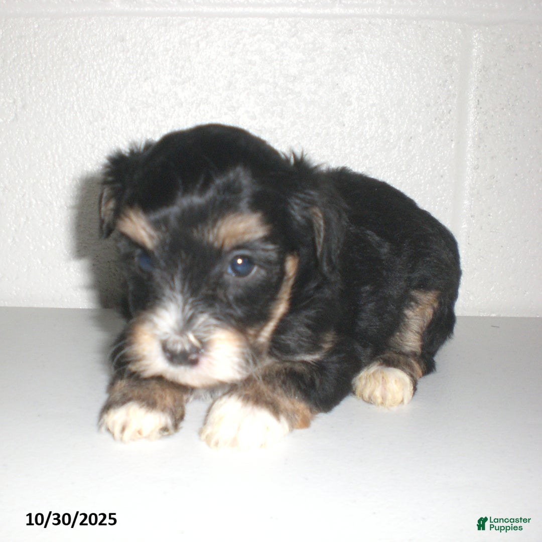 Yorkiepoo dogs for sale: Tina - Ad 22