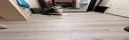 Siberian Husky dogs for sale: Siberian Husky Puppy 1 - Ad 1