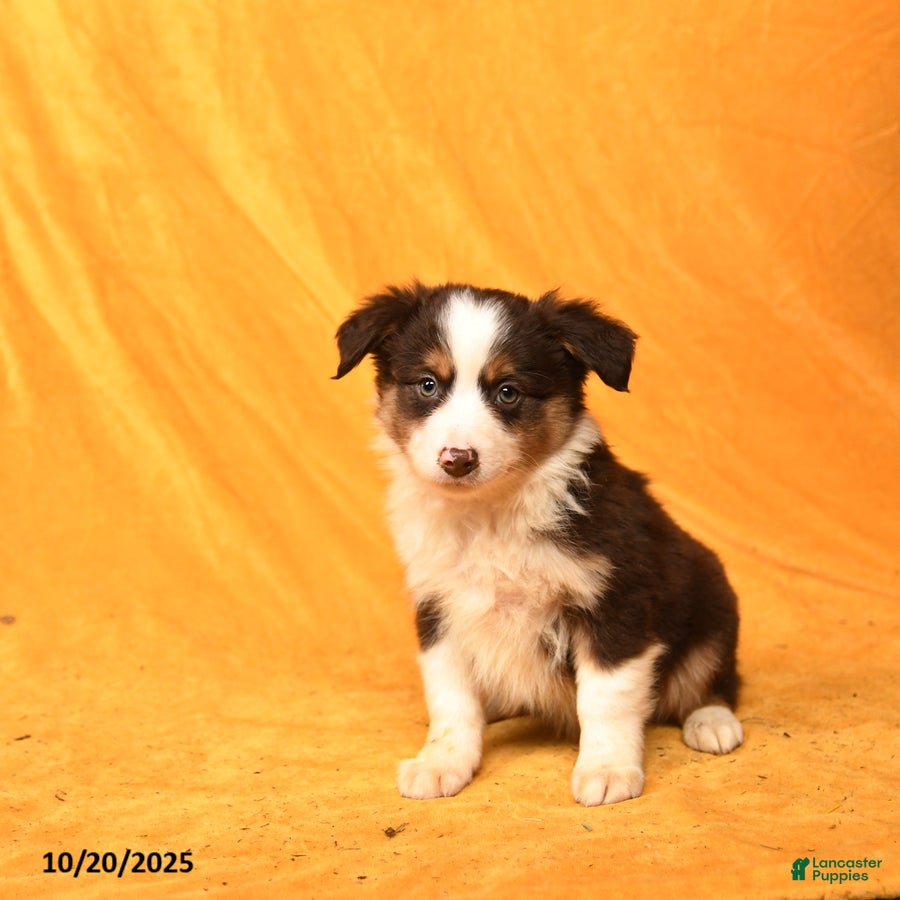 Miniature Australian Shepherd dogs Wrangler - Ad 1