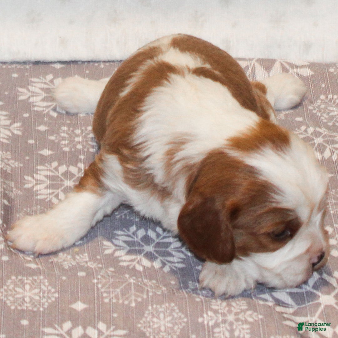Cavalier King Charles Spaniel dogs for sale: Noah - Ad 3