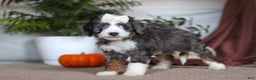 Mini Bernedoodle dogs for sale: Lucy - Ad 4