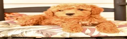 Miniature Poodle dogs for sale: Jenifer - Ad 2