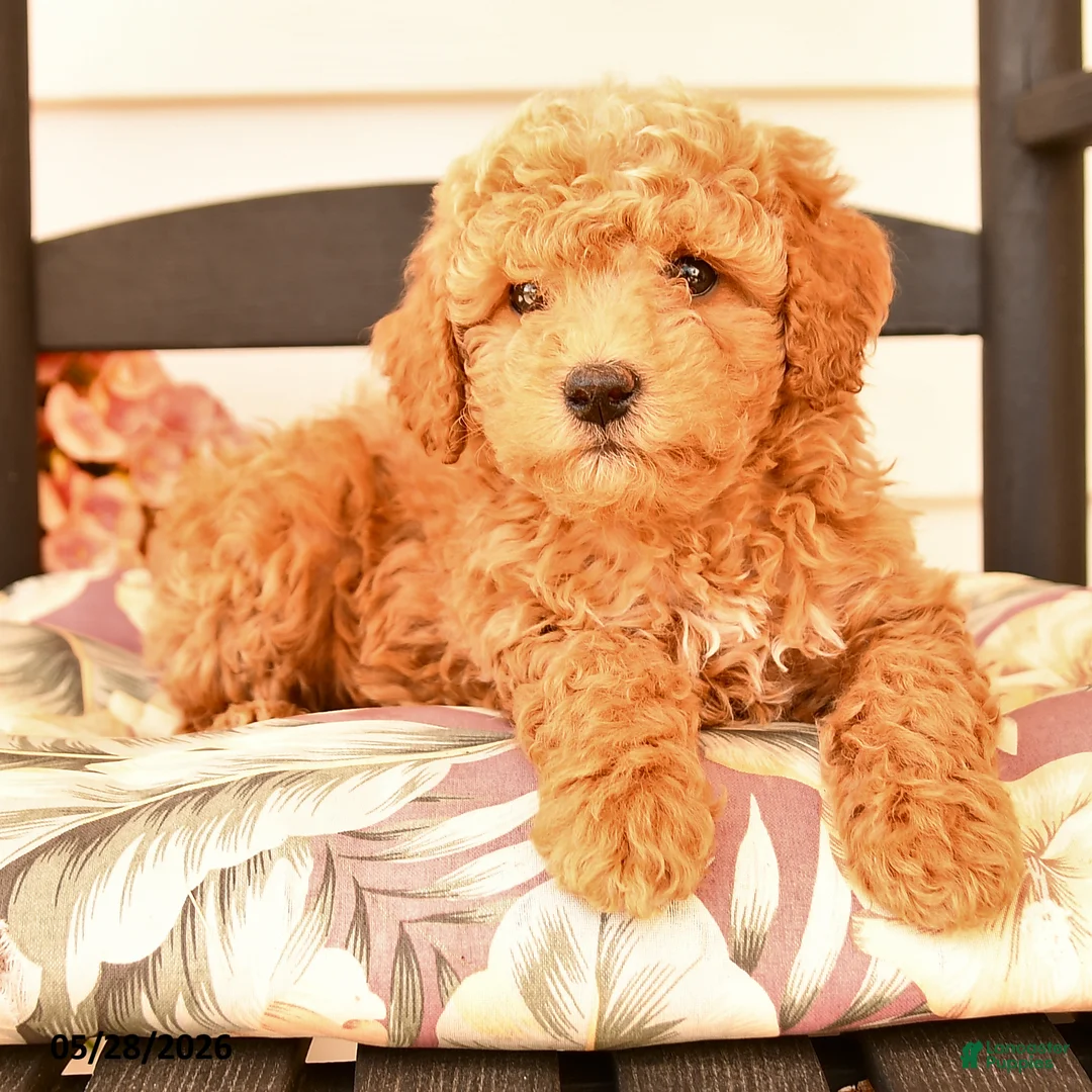 Miniature Poodle dogs for sale: Jenifer - Ad 2